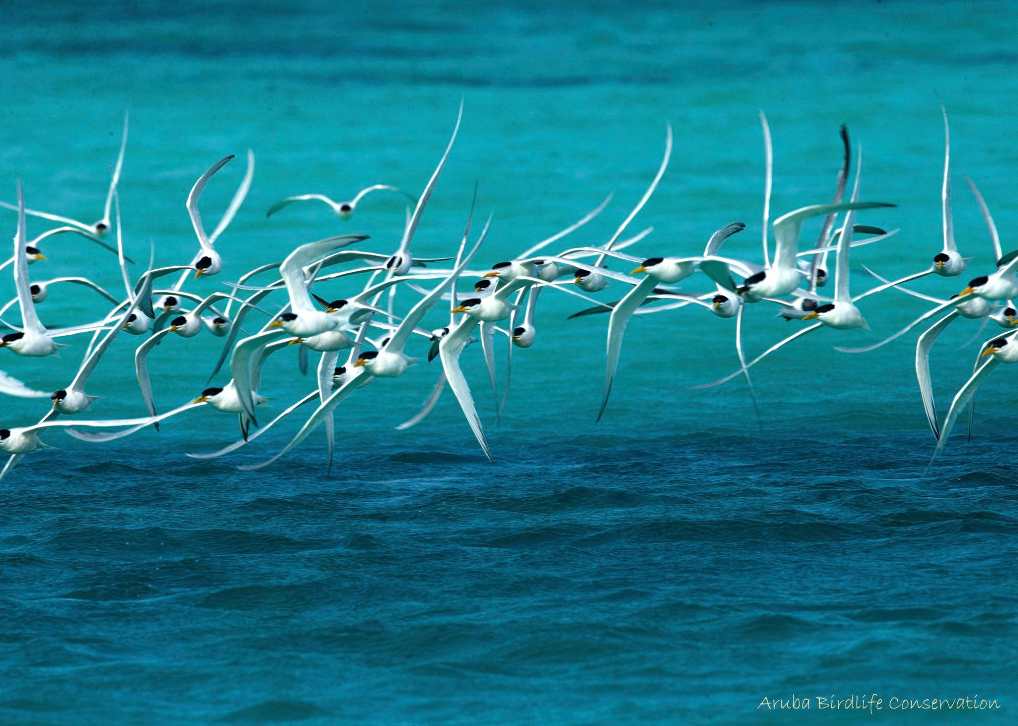 Cayenne tern (Thalasseus eurygnathus and Cabot's tern (Thalasseus acuflavidus).